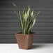 A snake plant in a Novelty Manufacturing Co. Ella square planter.