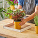 A person placing a potted plant in a white corrugated Choice half greenhouse tray on a table.