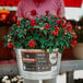 A woman holding a Behrens galvanized metal bucket with red flowers.