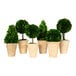 A group of potted Mills Floral Company preserved boxwood topiaries.