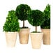 A group of three Mills Floral Company preserved potted boxwood topiaries.