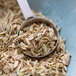 A spoon filled with Regal fennel seeds.