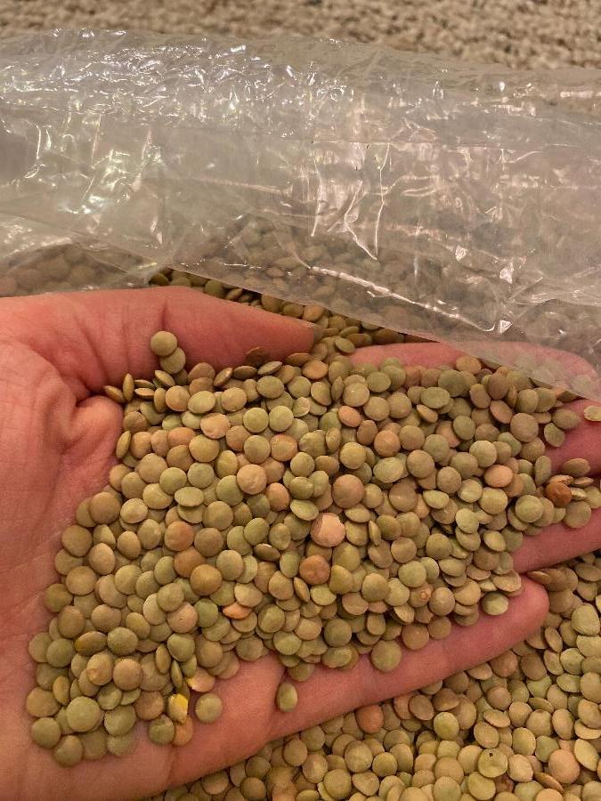 Dried Lentil Beans 20 lb.