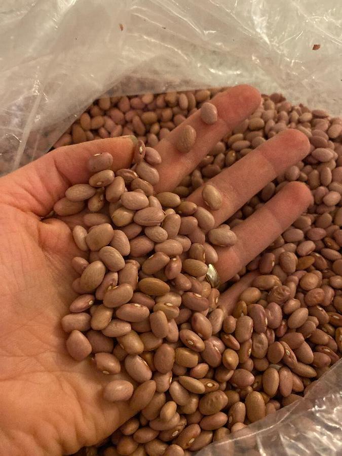 Dried Pink Beans 20 lb.
