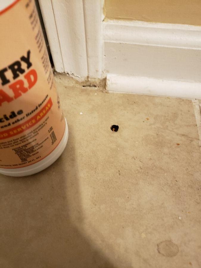 Noble Eco 1 Qt. / 32 oz. Pantry Guard Food Service Safe Insect Killer Spray