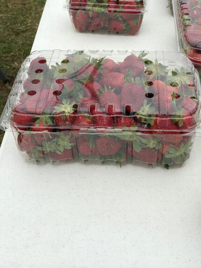 4 lb. Clear Vented Clamshell Produce / Berry Container 160/Case