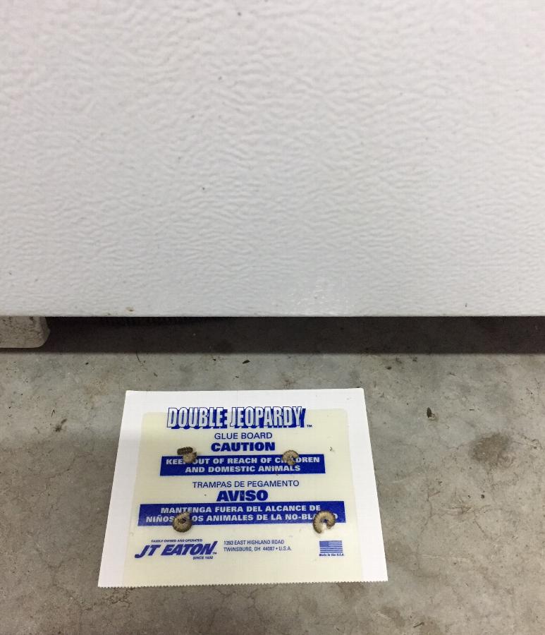 Mouse Glue Board Glue Boards for Mice