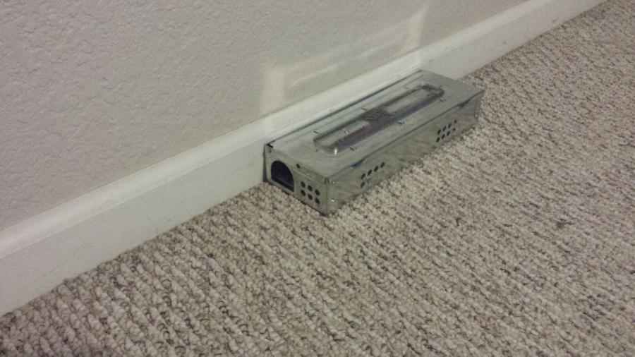 JT Eaton 423CL Little Pete Multiple Catch Mouse Trap with Clear Lid