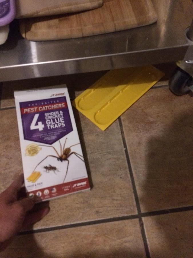 JT Eaton 844 StickEm Large Spider and Cricket Glue Trap 4/Pack