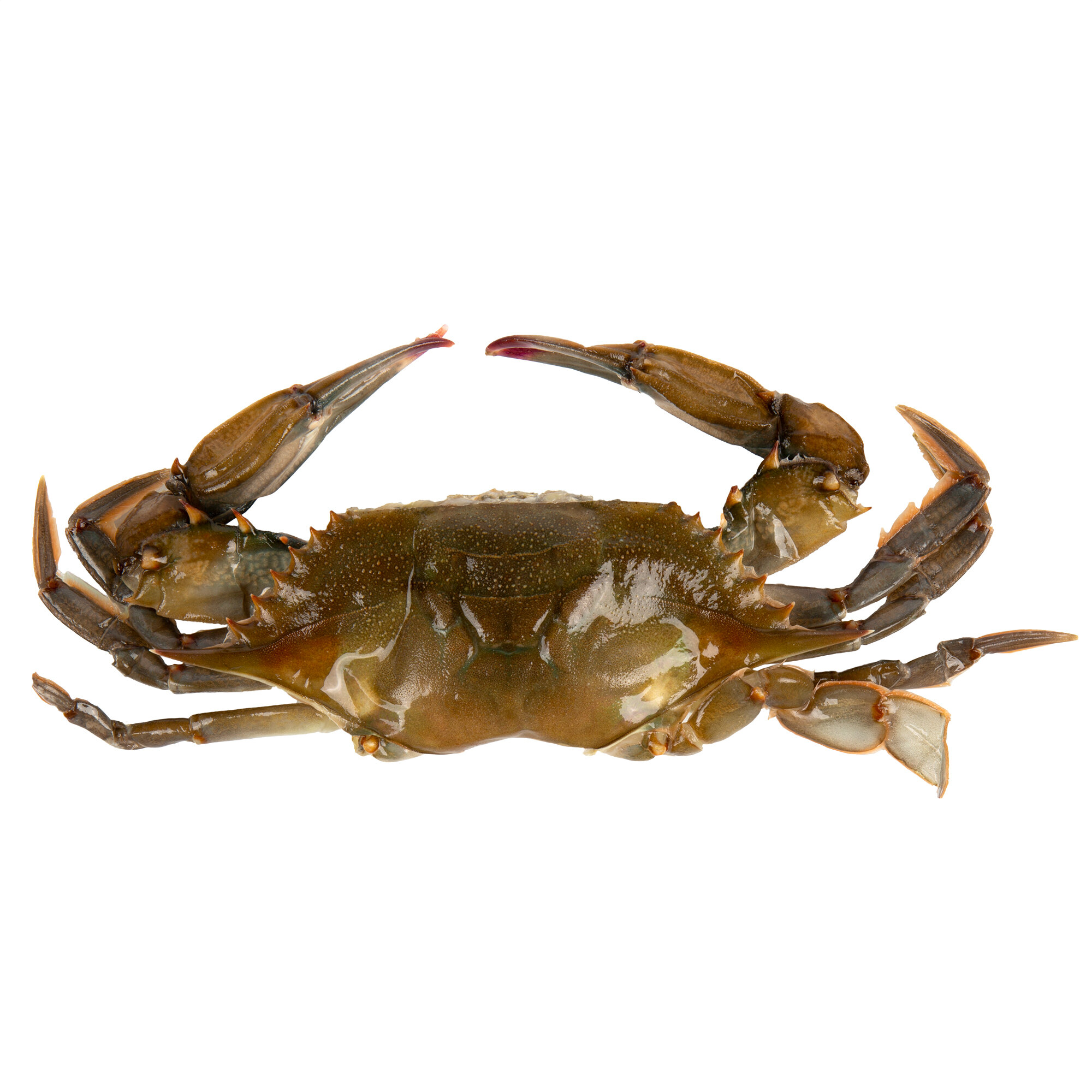 soft shell blue crab soft shell blue crab