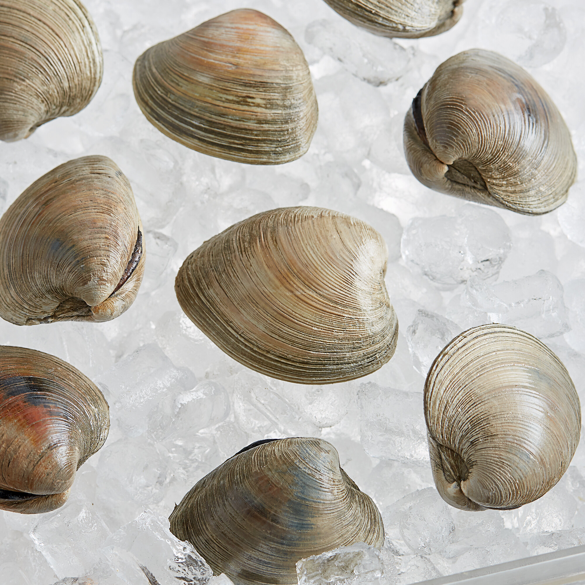 Rappahannock Oyster Co. 75 Count Live Olde Salt Topneck Clams