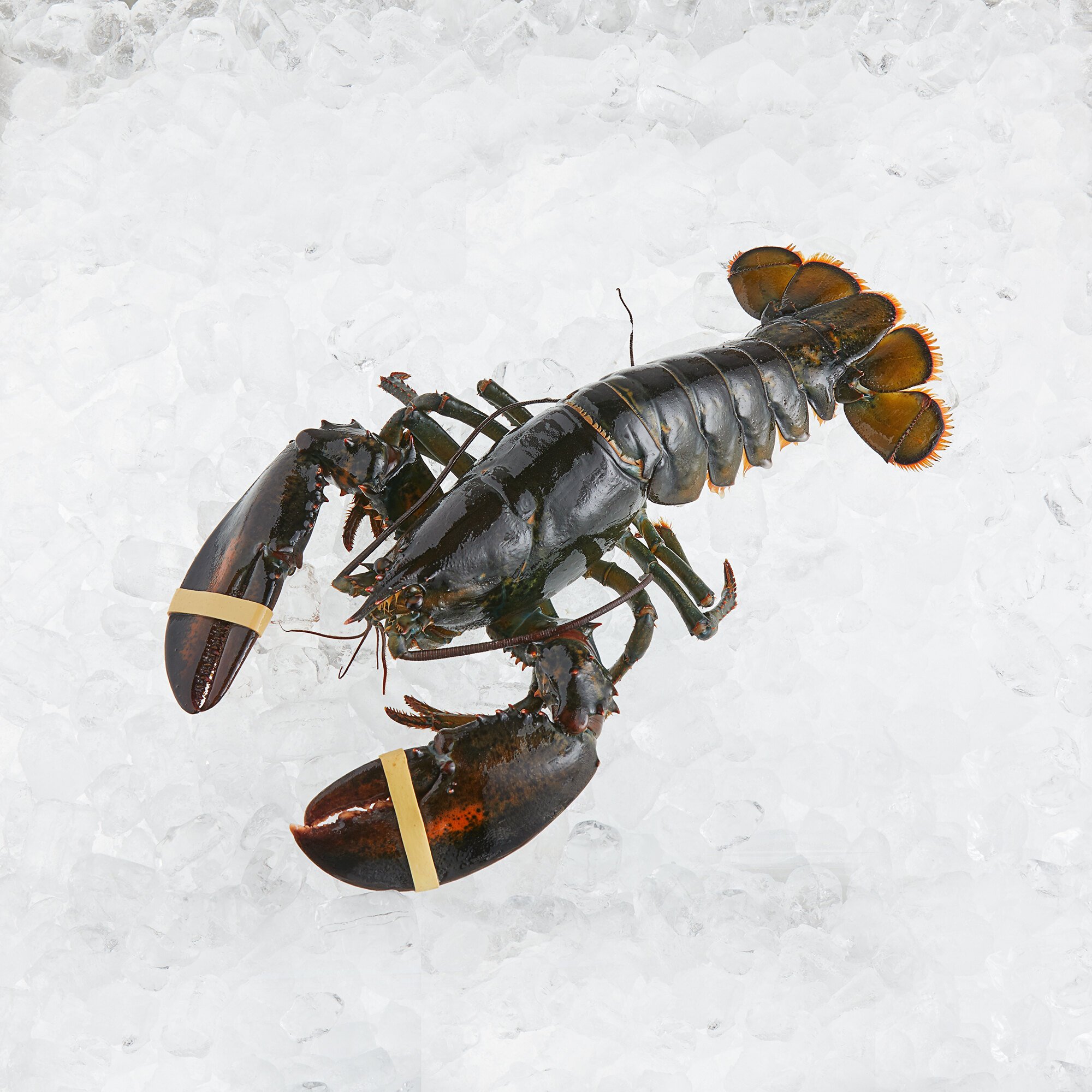 Boston Lobster Company 1 lb. Live Hard Shell Lobsters 25/Case