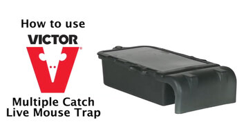 Victor Multiple Catch Humane Outdoor and Indoor Mouse Trap 