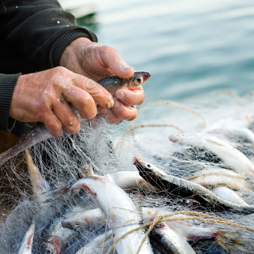 Accessories - Nets that Honor the Fish