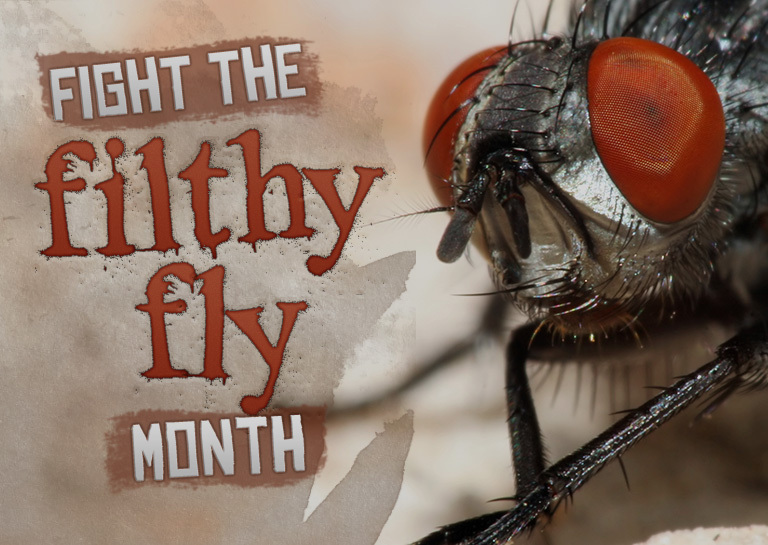 Fly Fighting How To Fight Flies – 4 Ways to Get Rid of Flies – KRESI