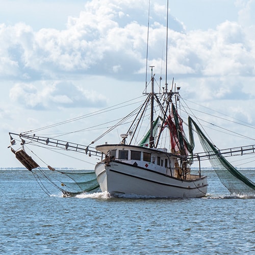 farm raised vs wild caught salmon