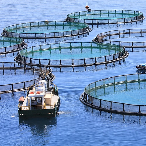 Farm Raised Vs Wild Caught Fish Seafood Pros Cons