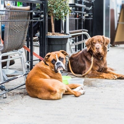 dog-friendly patios