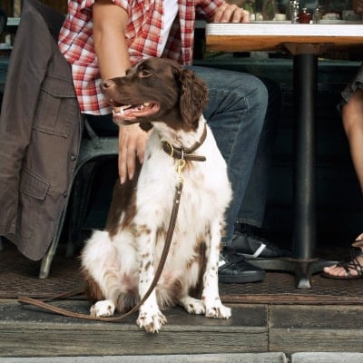 should you let dogs on your restaurant patio