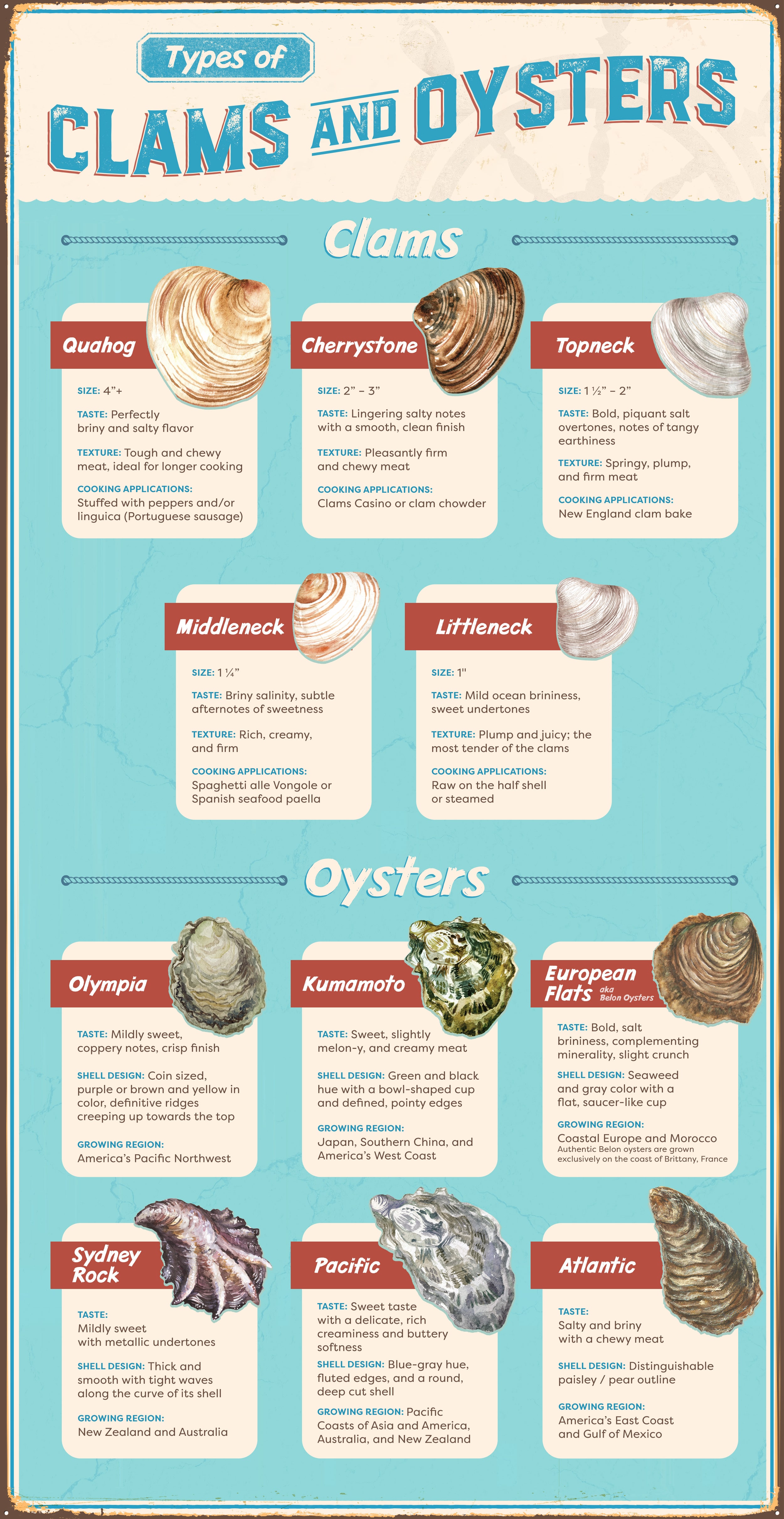 Types of Clams and Oysters Infographic