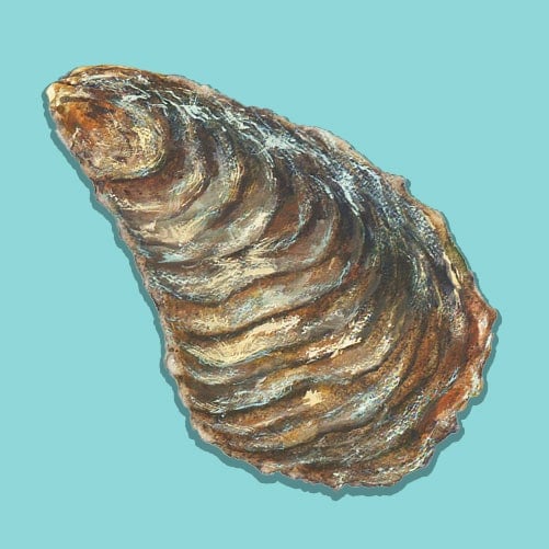 Illustration of an Atlantic Oyster