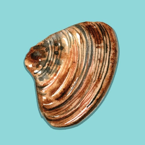 Illustration of a Cherrystone Clam