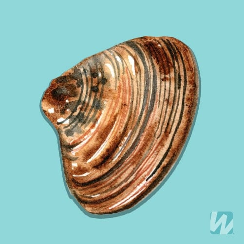 Types of Clams: Guide With Graphic and Clam Names