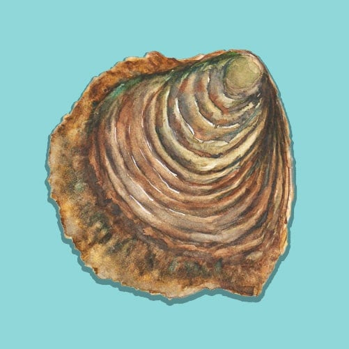 Illustration of a European Flat Oyster