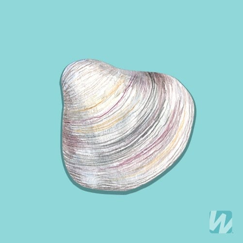 Illustration of a Littleneck Clam