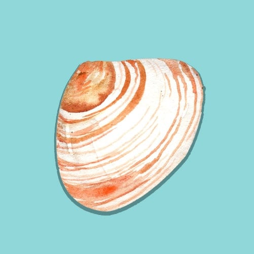 Illustration of a Middleneck Clam