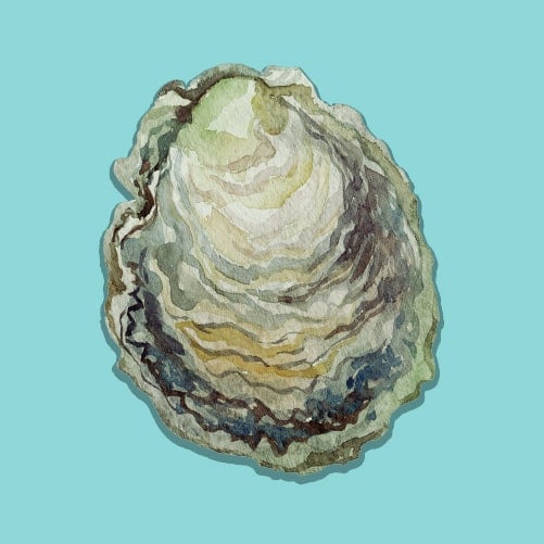 Illustration of an Olympia Oyster