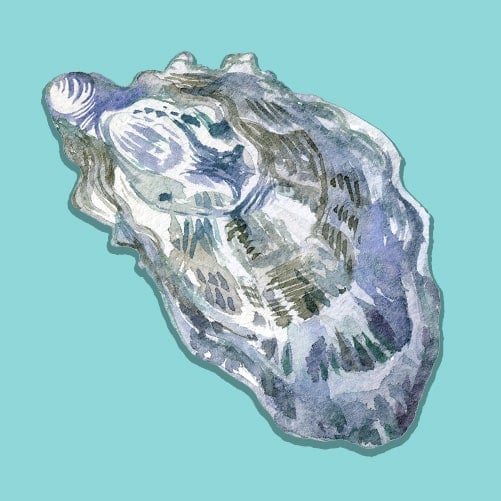 Illustration of a Pacific Oyster