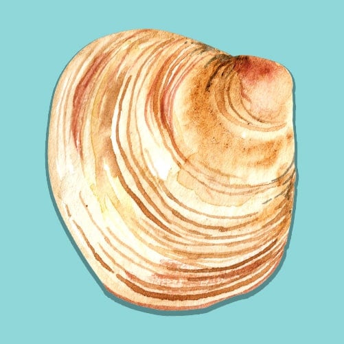 Illustration of a Quahog Clam