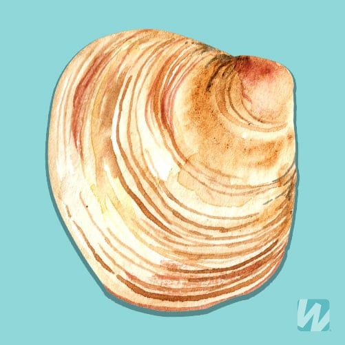 Types of Clams: Guide With Graphic and Clam Names