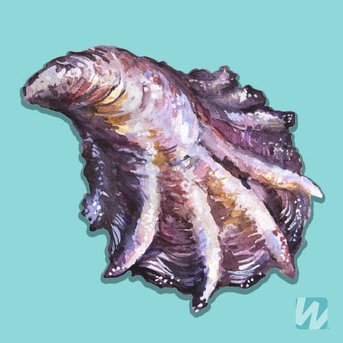 Illustration of a Sydney Rock Oyster