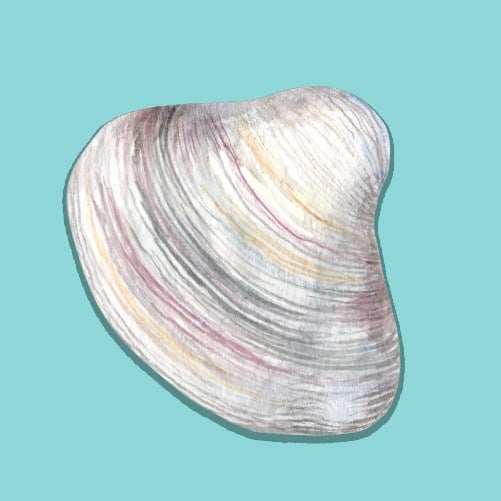 Illustration of a Topneck Clam