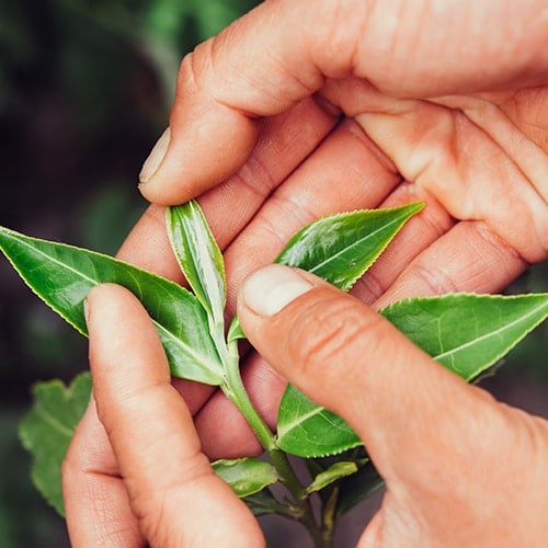 Matcha Leaves