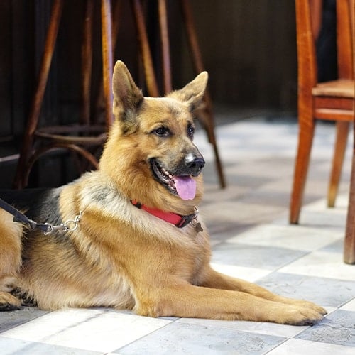 service dog lying on floor near chairs