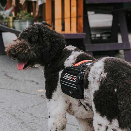 small black and white curly haired service dog