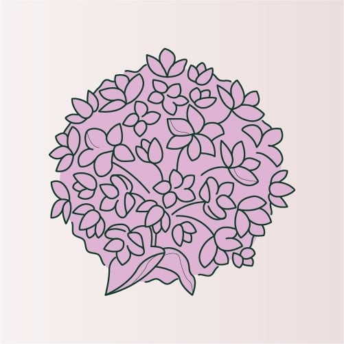 Illustration of Allium flower