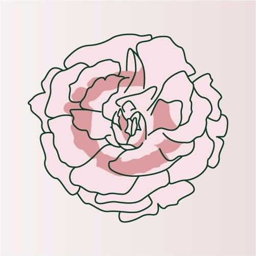 Illustration of Carnation flower