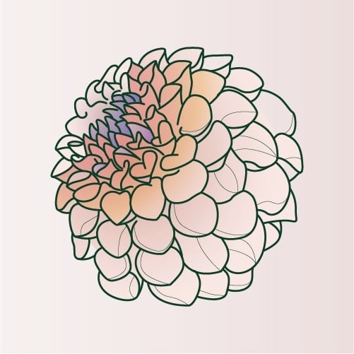 Illustration of Dahlia flower