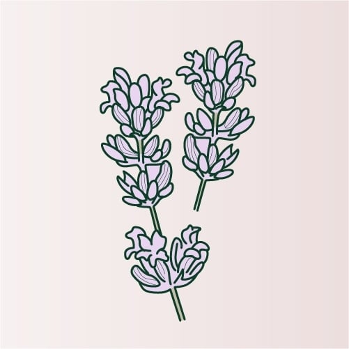 Illustration of Lavender flowers