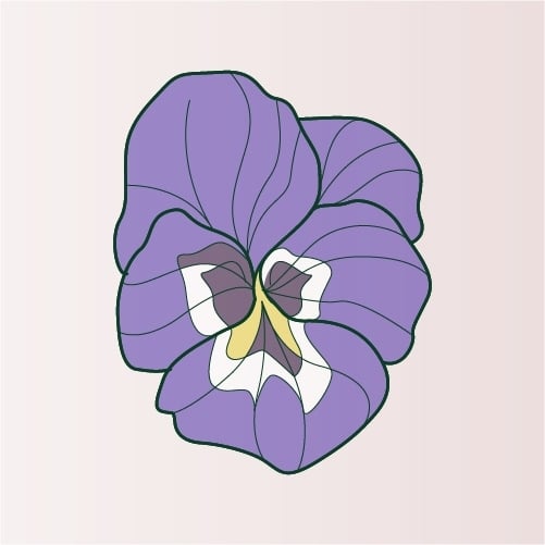Illustration of Pansy flower