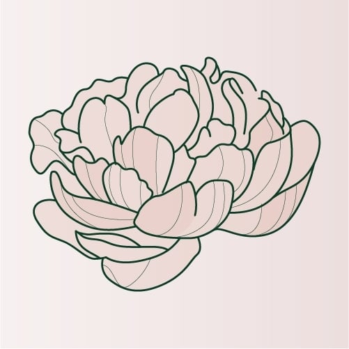 Illustration of Peony flower