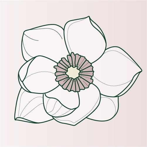 Illustration of Magnolia flower