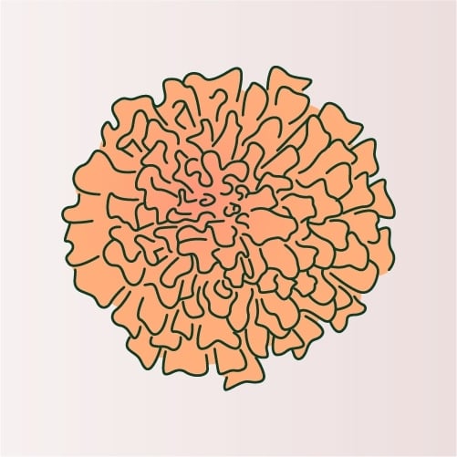 Illustration of Marigold flower