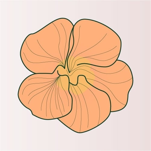 Illustration of Nasturtium flower