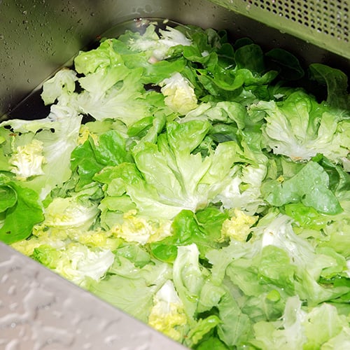 washing lettuce in a professional kitchen