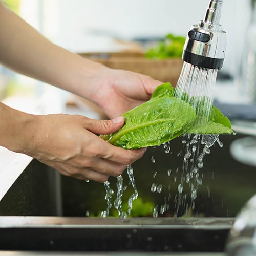 washing romaine lettuce in stainless steel sink